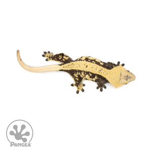 Female Extreme Harlequin Crested Gecko Cr-1407 from above