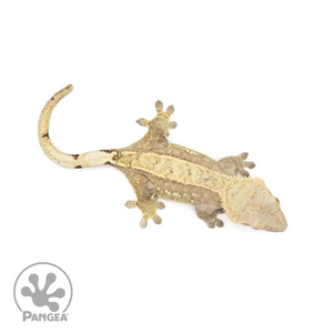 Female Partial Pinstripe Crested Gecko Cr-1408 from above
