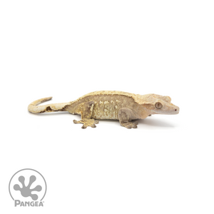 Female Partial Pinstripe Crested Gecko Cr-1408 looking right
