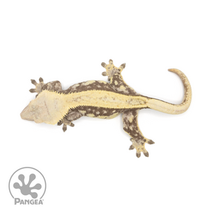 Female Pinstripe Crested Gecko Cr-1409 from above