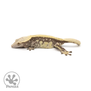 Female Pinstripe Crested Gecko Cr-1409 looking left