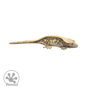 Female Pinstripe Crested Gecko Cr-1409 looking right