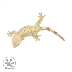 Female Tiger Crested Gecko Cr-1410 from above