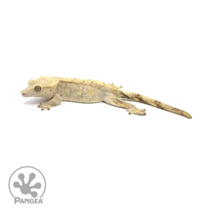 Female Tiger Crested Gecko Cr-1410 looking left