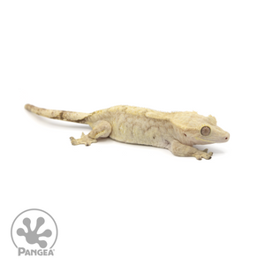 Female Tiger Crested Gecko Cr-1410 looking right