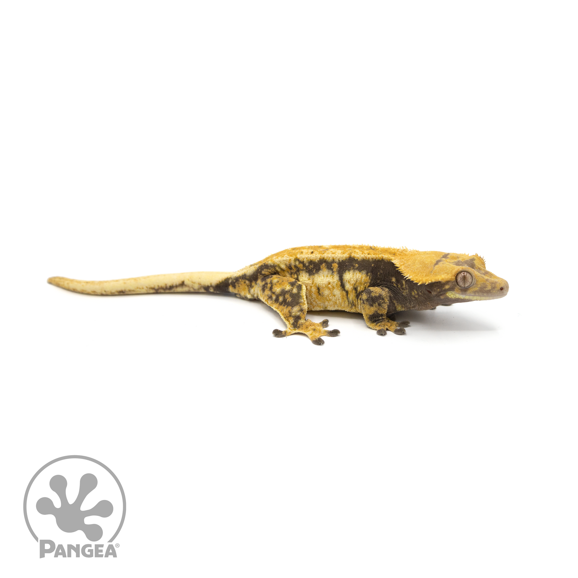 Female Tricolor Crested Gecko Cr-1411 looking right 