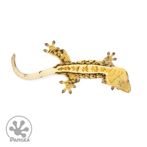 Male Tricolor Crested Gecko Cr-1412 from above