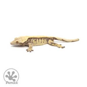 Male Extreme Pinstripe Crested Gecko Cr-1413 looking left