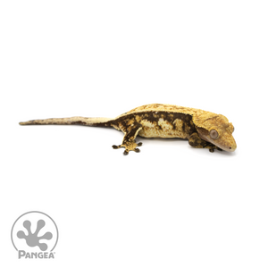 Female Pinstripe Crested Gecko Cr-1414 looking right 