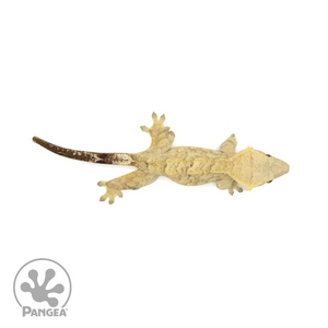Female Tiger Crested Gecko Cr-1417 from above