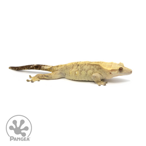 Female Tiger Crested Gecko Cr-1417 looking right 