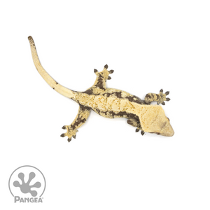 Female Extreme Harlequin Crested Gecko Cr-1418 from above