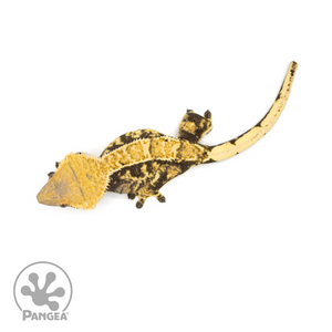 Female Extreme Harlequin Crested Gecko Cr-1419 from above