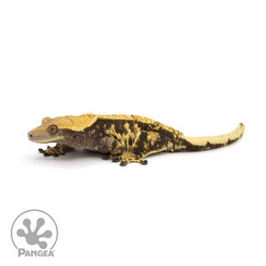 Female Extreme Harlequin Crested Gecko Cr-1419 looking left