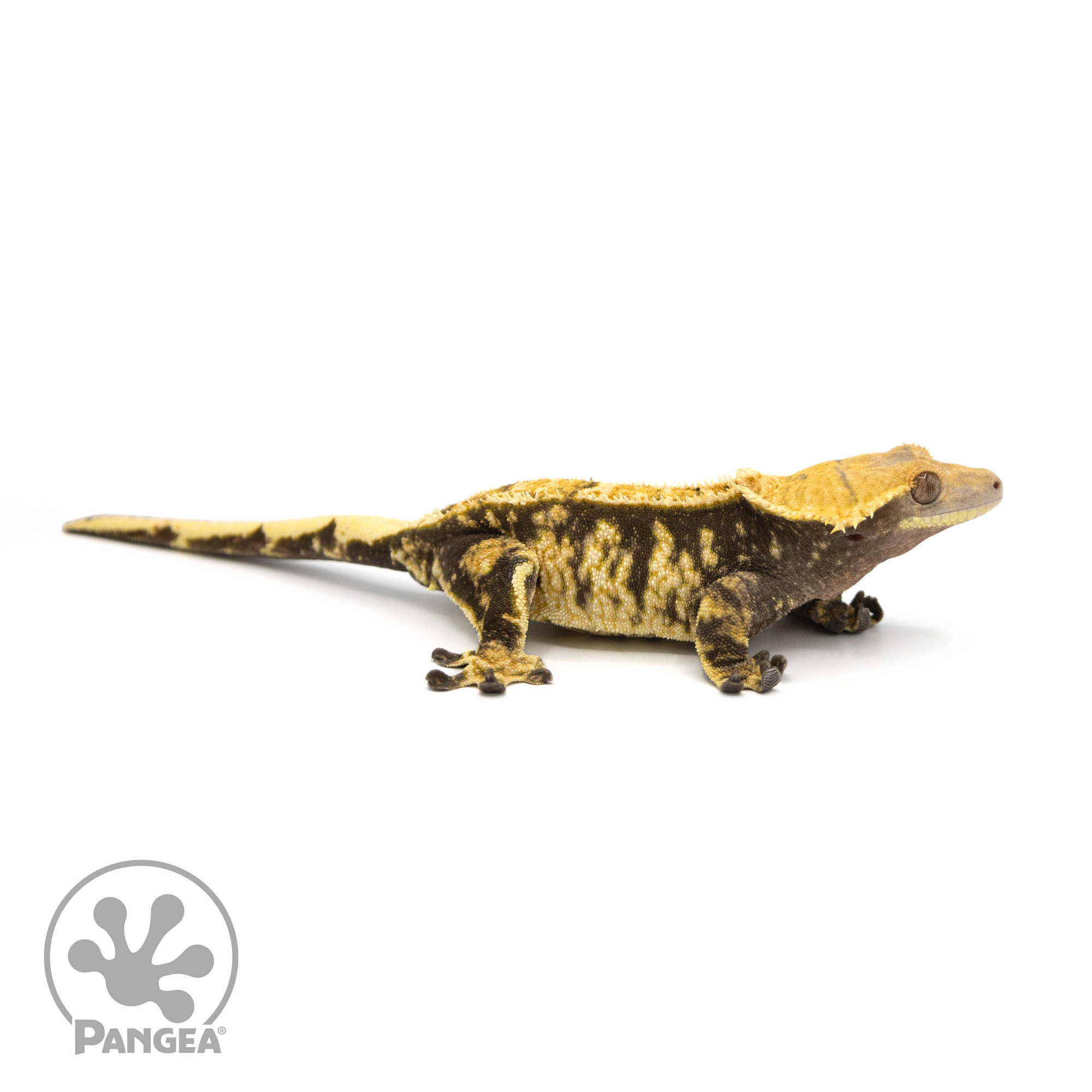 Female Extreme Harlequin Crested Gecko Cr-1419 looking right 