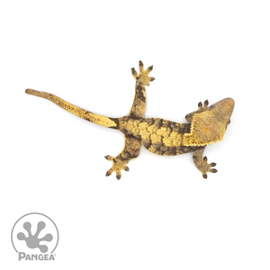 Female Extreme Harlequin Crested Gecko Cr-1420 from above