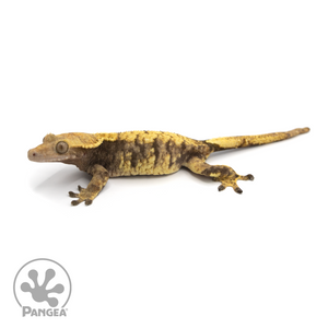 Female Extreme Harlequin Crested Gecko Cr-1420 looking right