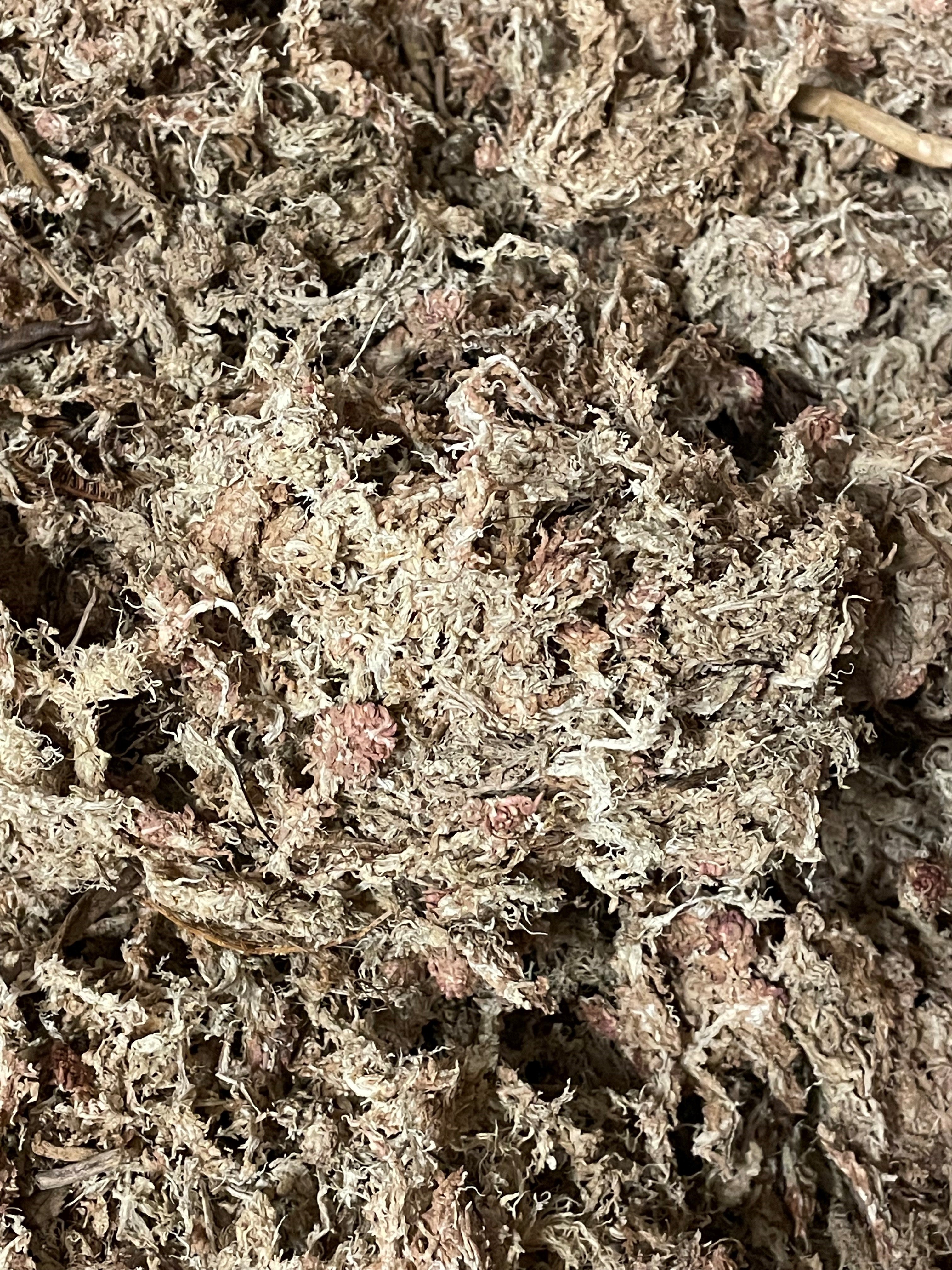 Sphagnum Moss - Dried Forest Moss, Potting Mix, Plant Growth