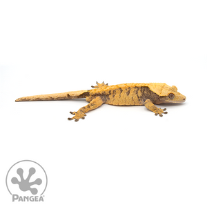 Male XXX Crested Gecko Cr-0484