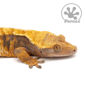 Male Tri-Color  XXX Crested Gecko Cr-1005