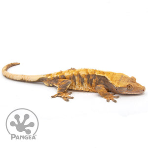 Male Tri-Color  XXX Crested Gecko Cr-1005
