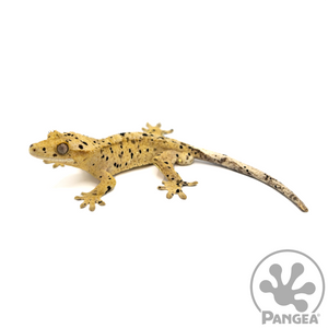 Male Super Dalmatian Crested Gecko Cr-1050 looking left