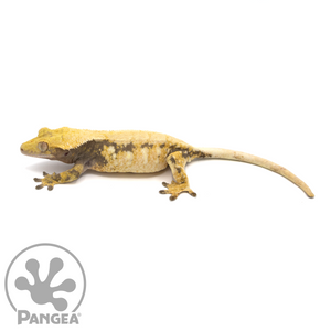 Female XXX Tricolor Crested Gecko Cr-1051 looking left
