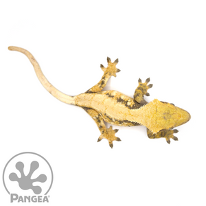 Female XXX Tricolor Crested Gecko Cr-1051 from above 