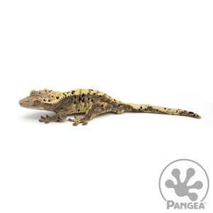 Male Super Dalmatian Extreme Harlequin Crested Gecko Cr-1054 looking left