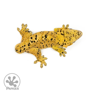 Male Super Dalmatian Crested Gecko Cr-1056 from above