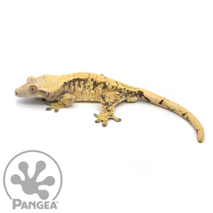 Male XXX Extreme Harlequin Crested Gecko Cr-1058 looking left