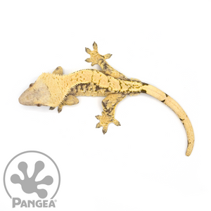 Male XXX Extreme Harlequin Crested Gecko Cr-1058 from above