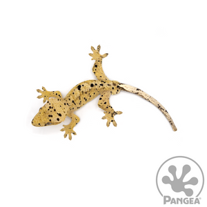 Male Super Dalmatian Crested Gecko Cr-1050 from above