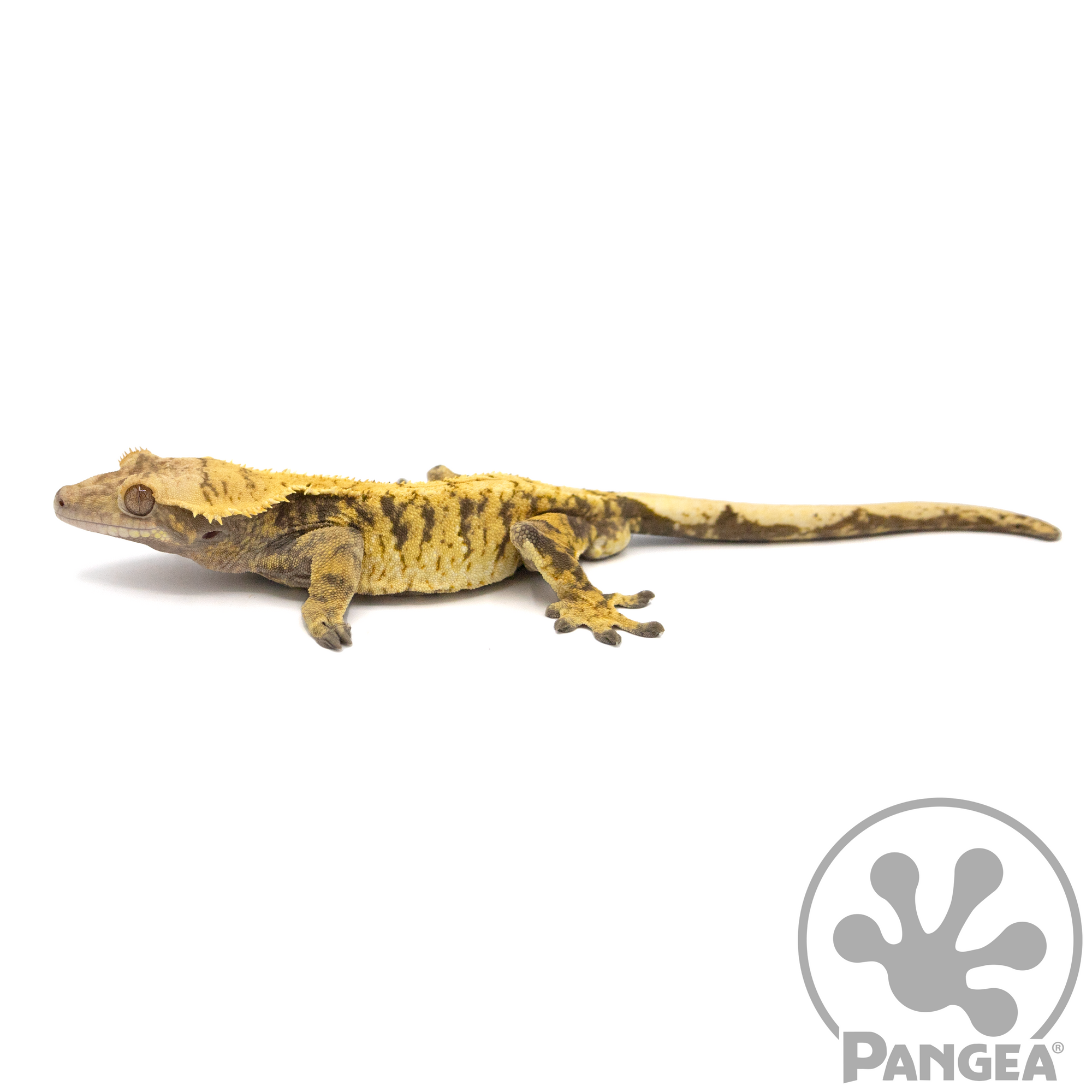 Male XXX Extreme Harlequin Crested Gecko Cr-1062 looking left 