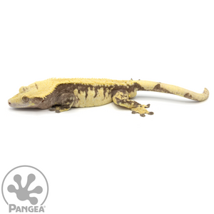  Male Extreme Harlequin Crested Gecko Cr-1073 looking left