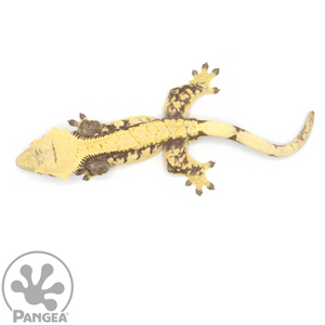  Male Extreme Harlequin Crested Gecko Cr-1073 from above