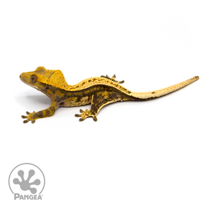 Female Pinstripe Crested Gecko Cr-1085 looking left 