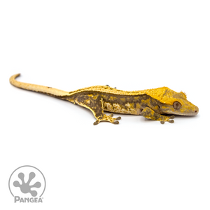 Female Pinstripe Crested Gecko Cr-1085 looking right 