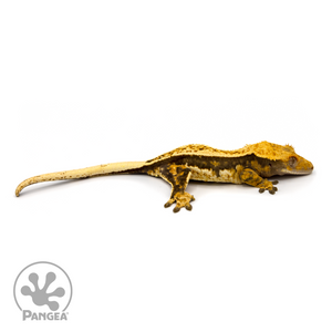 Female Quadstripe Crested Gecko Cr-1088 looking right 