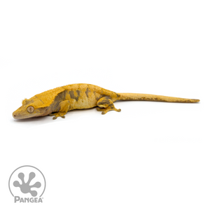 Female XXX Crested Gecko Cr-1115 looking left 