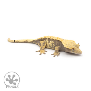 Female Extreme Harlequin Crested Gecko Cr-1141 looking right