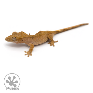 Female Brindle Crested Gecko Cr-1144 looking left 