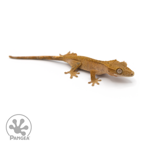 Female Brindle Crested Gecko Cr-1144 looking right 