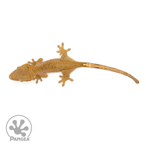 Female Brindle Crested Gecko Cr-1144 from above