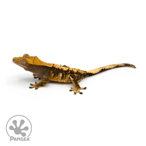 Female Tricolor Extreme Harlequin Crested Gecko Cr-1148 looking left 