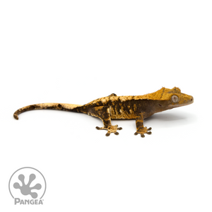 Female Tricolor Extreme Harlequin Crested Gecko Cr-1148 looking right 