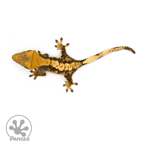 Female Tricolor Extreme Harlequin Crested Gecko Cr-1148 from above 