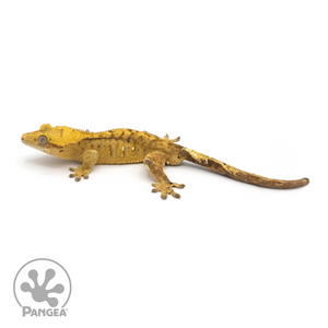 Male  Dalmatian Crested Gecko Cr-1153 looking left 