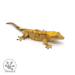 Male Dalmatian Crested Gecko Cr-1153 looking right