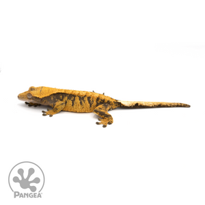 Female XXX Crested Gecko Cr-1282 looking left